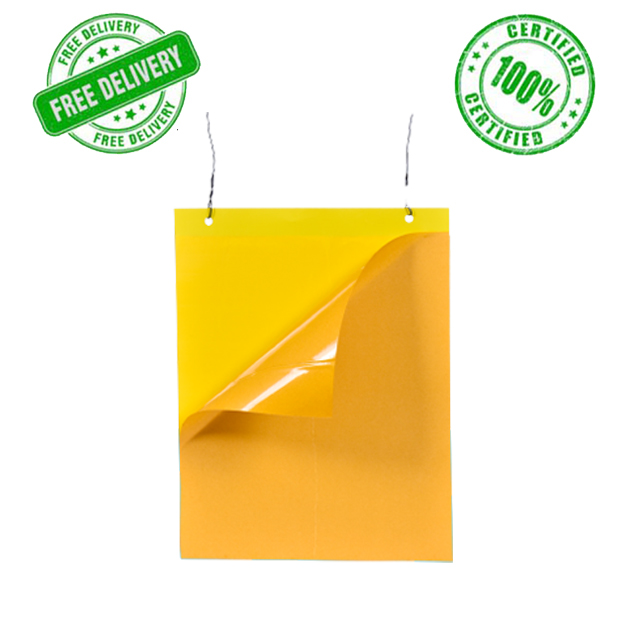Yellow-Sticky-Trap-22*28-cm-(Pack-of-10)-Green-Revolution